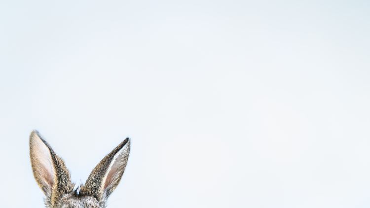 Die Kolumnistin hat ihn schon gesehen, den Osterhasen.