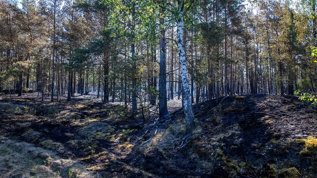 Verbrannte-Baeume-stehen-nach-einem-Loescheinsatz-auf-einem-ehemaligen-Truppenuebungsplatz