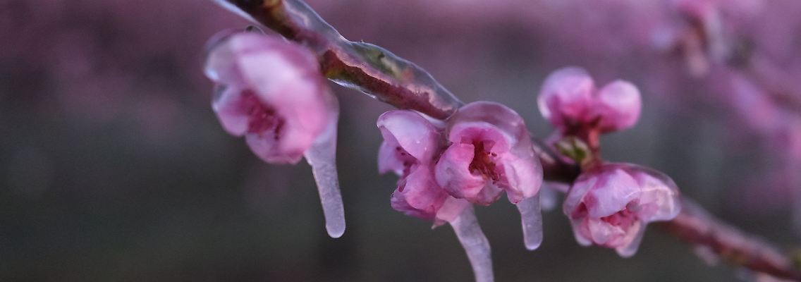 So schützen Obstbauern ihre Pflanzen vor Nachtfrösten: Eine Beregnungsanlage besprüht sie mit Wasser, beim Gefrieren entsteht sogenannte Erstarrungswärme, die die Blüten unter einem Eispanzer vor Frostschäden schützt. (Archivbild)