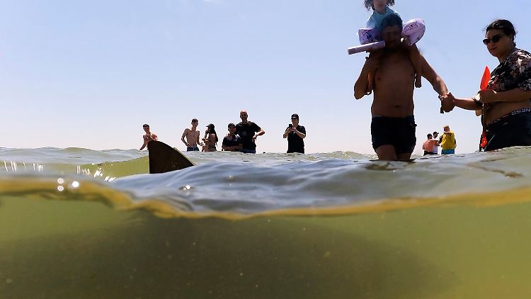 Menschen beobachten einen Hai, der in der Nähe des Strandes bei Hadera vorbeischwimmt - in der Gegend sammeln sich zwischen November und Mai Sandbank- und Schwarzhaie.