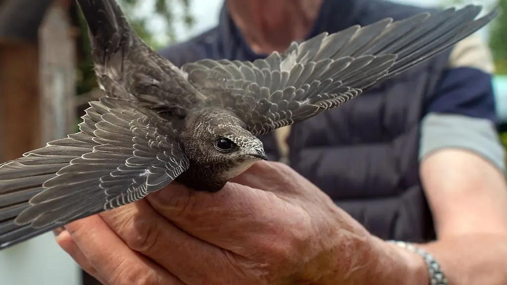 Ein-Mann-haelt-einen-Mauersegler-in-den-Haenden