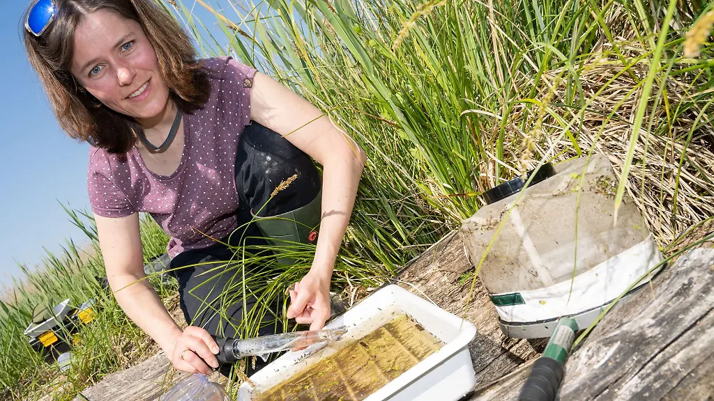 Mandy-Schaefer-Biologin-des-Friedrich-Loeffler-Instituts-sammelt-Mueckenlarven