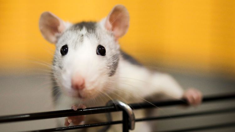 Eine Husky-Ratte schaut aus ihrem Käfig.