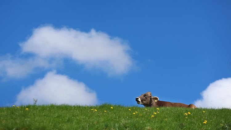 Allgäuer Braunvieh vor blau-weißem Himmel