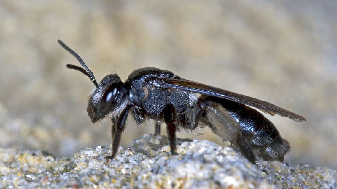 In der Realität nicht so blau, wie man vermuten könnte: die Blauschillernde Sandbiene.