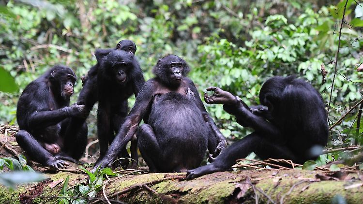 Bonobo-Weibchen stärken ihren sozialen Status durch Gruppenbildung. 