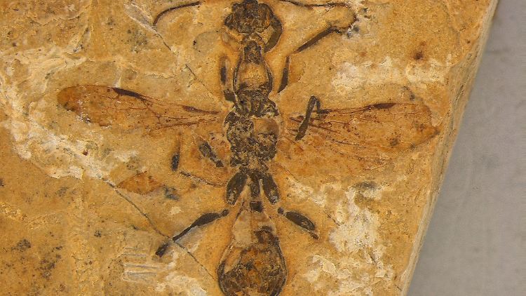 Fossil, das als älteste Ameise der Welt eingeordnet wird. 