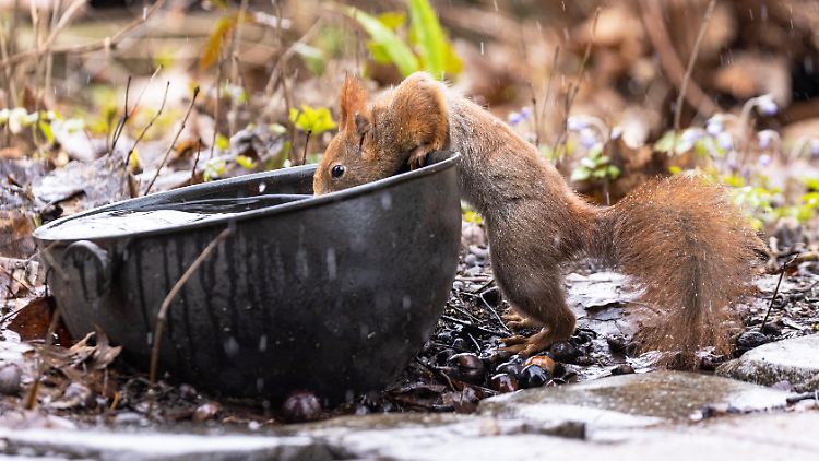 Ein Eichhörnchen trinkt während eines Regenschauers aus einer Plastikschale: Die aktuelle Trockenheit macht vielen Wildtieren zu schaffen. 