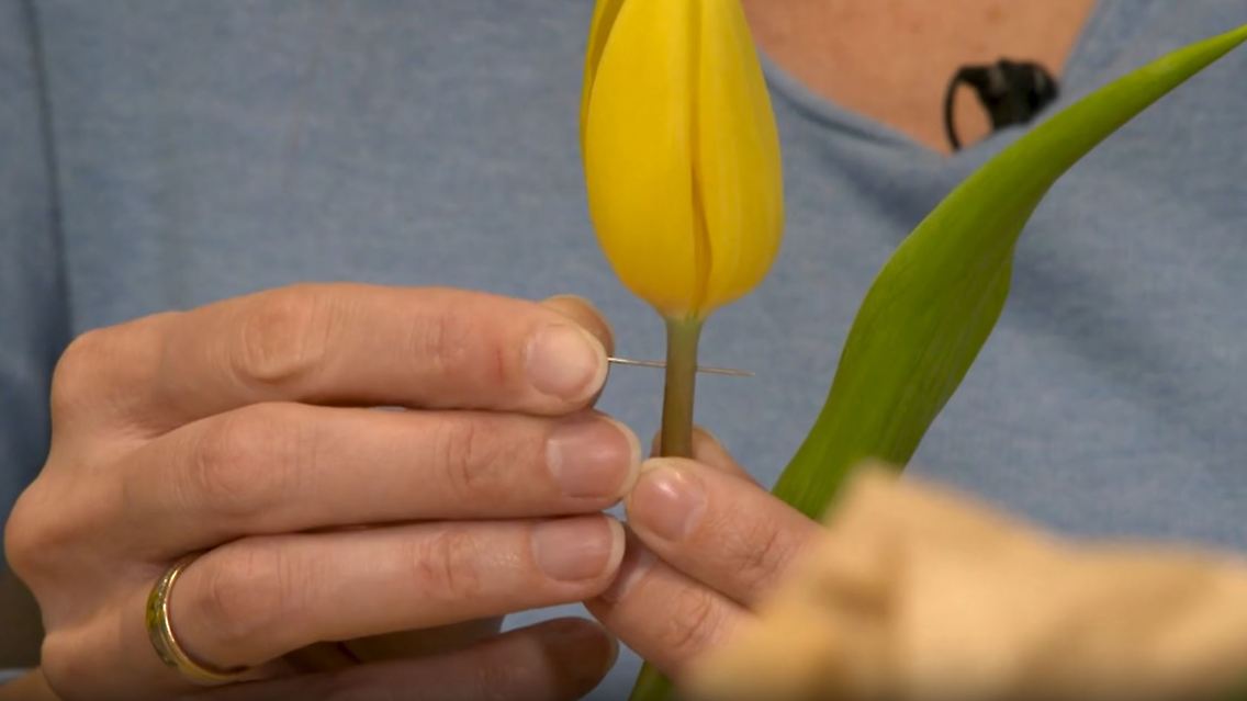 Tulpen.JPG