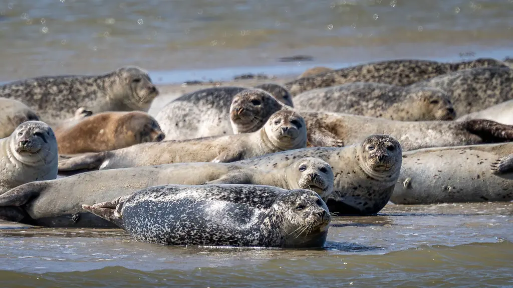 Seehunde-und-Kegelrobben-liegen-auf-einer-Sandbank-vor-der-ostfriesischen-Insel-Spiekeroog