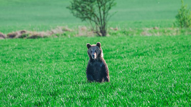 Um sie geht es: die Braunbären.