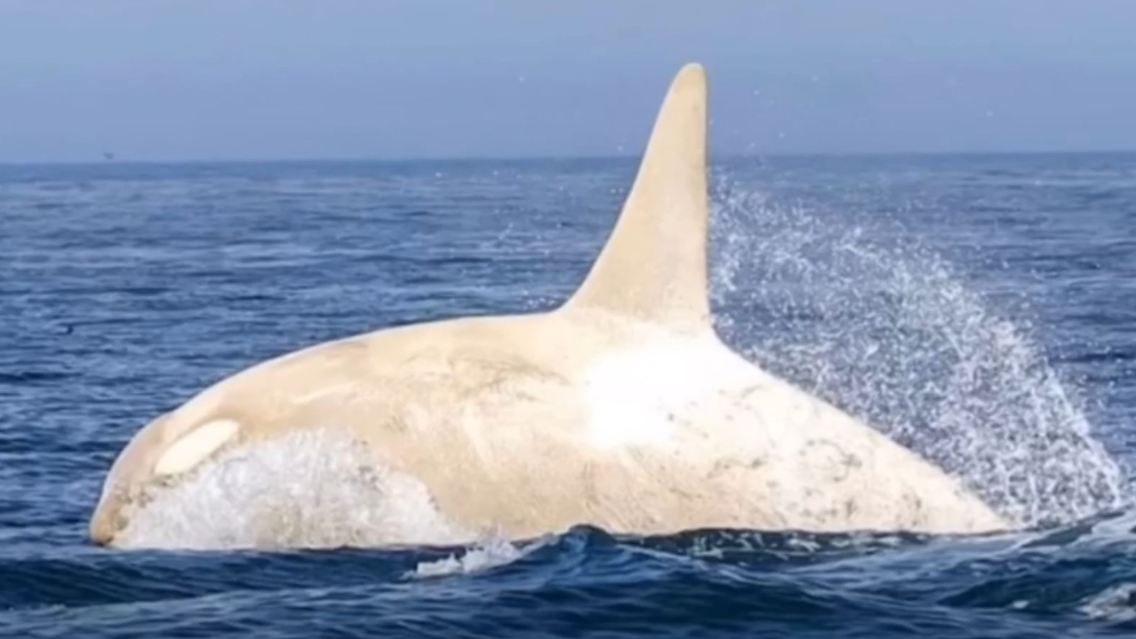 albino_orca.JPG