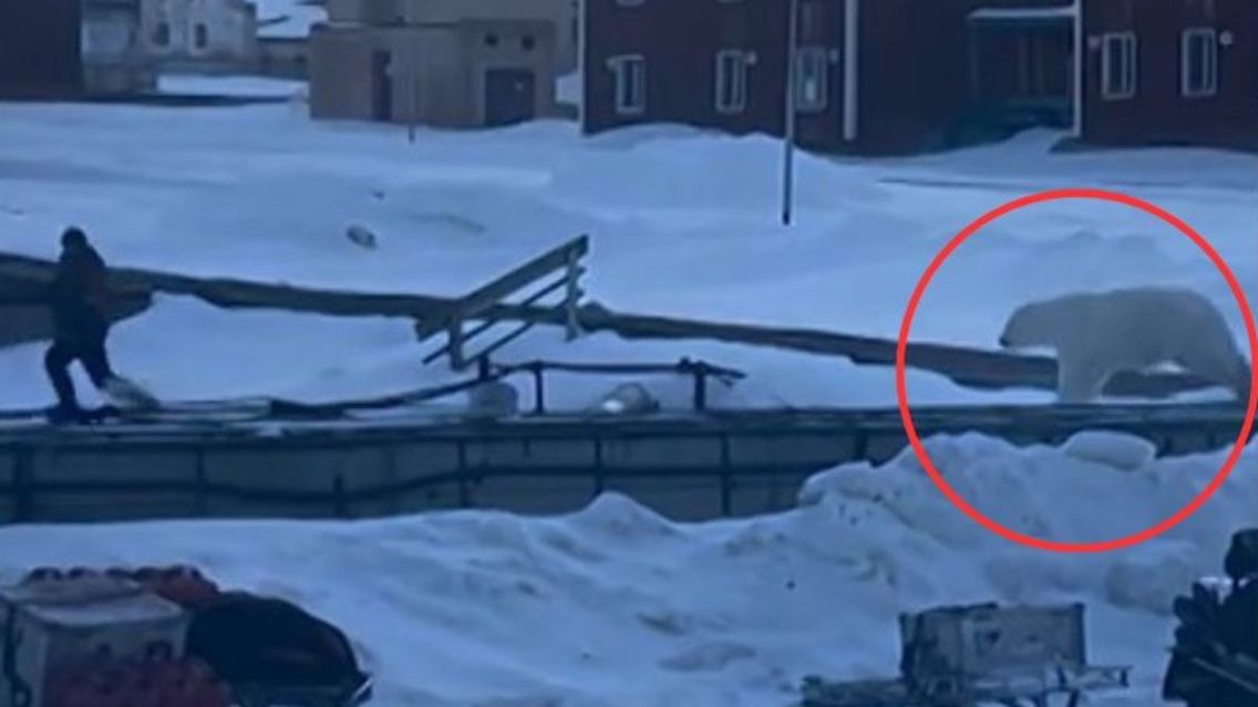 Eisbär Spitzbergen.jpg