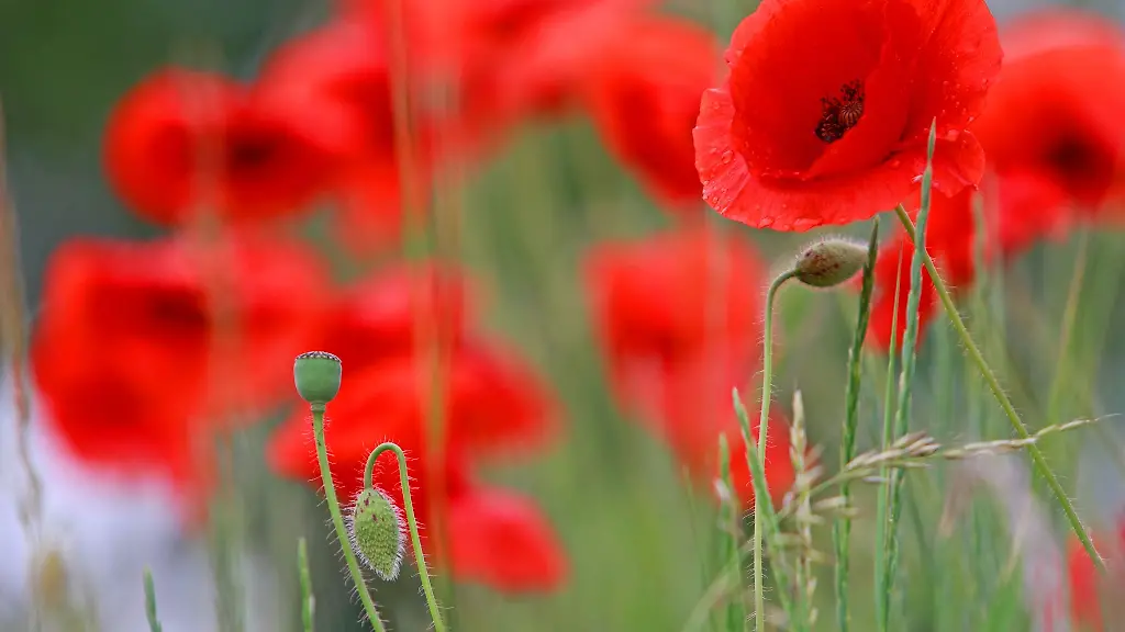 Mohn-blueht-im-im-Vorharz-am-Wegesrand-nahe-Halberstadt