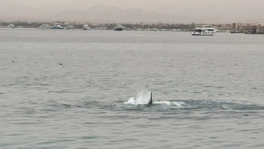 2023-06-09T005420Z-2116731748-RC2CF1A2VXOC-RTRMADP-3-RUSSIA-EGYPT-SHARK
