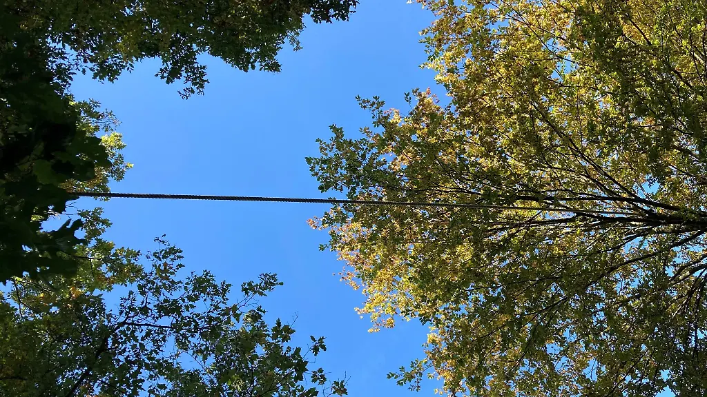 Blick-von-unten-auf-eine-Eichhoernchenbruecke