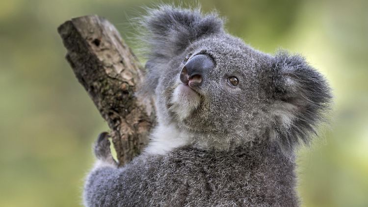 Koalas stehen in Australien unter Naturschutz.