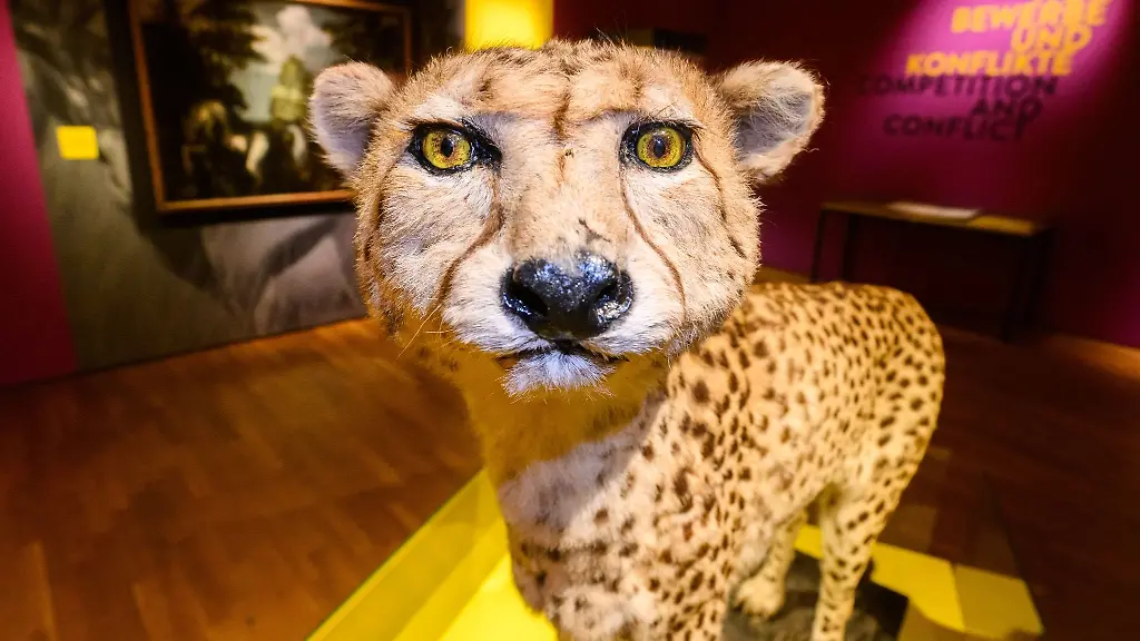 Ein-ausgestopfter-Gepard-steht-in-der-Ausstellung-Tempo-Tempo-Tempo-Eine-Geschichte-der-Geschwindigkeit-im-Landesmuseum-Hannover
