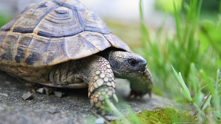 Die Schildkröte (nicht im Bild) hat vermutlich zwischendurch Winterschlaf gehalten und ihre Wanderung erst fortgesetzt, als das Wetter besser wurde.