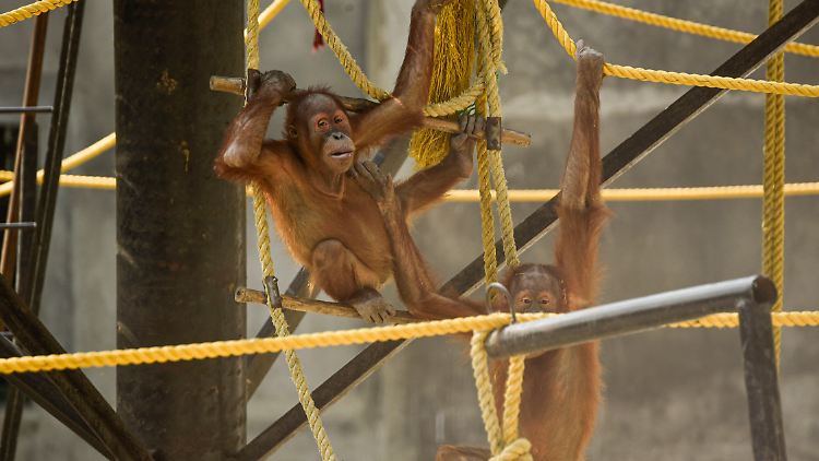 Nur im Zoo lebende Orang-Utans bleiben bis ins Erwachsenenalter neugierig, finden Forscher heraus.