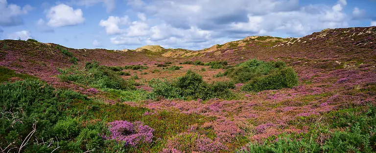5-Sylt-List-Duenental-mit-bluehender-Heide-Panorama-L1006558-Panorama