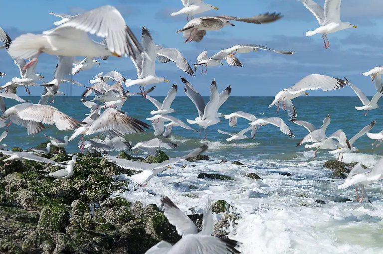 26-27-Sylt-Westerland-Strand-Flunderbuhne-Auffliegende-Silbermoewen-L1006900