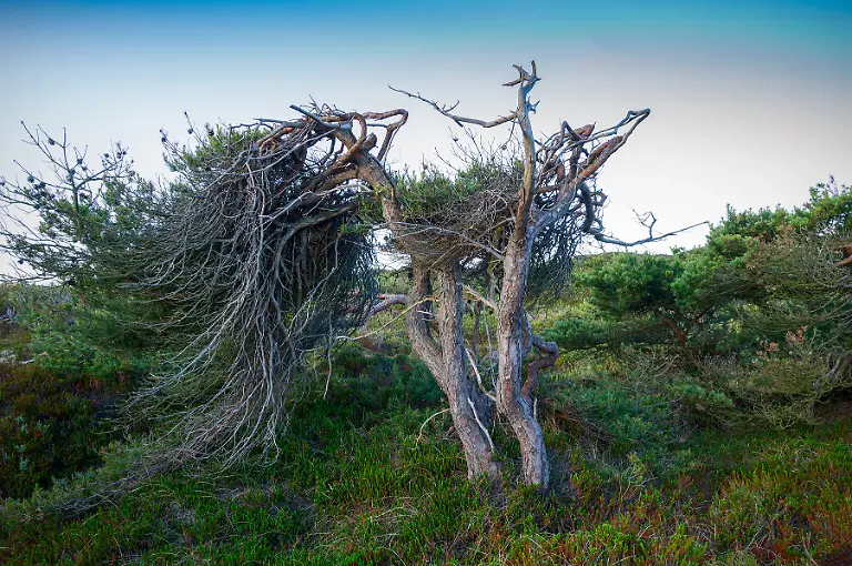 68-69-Sylt-Kampen-Klappholttal-Krummholzkiefer-L1006403