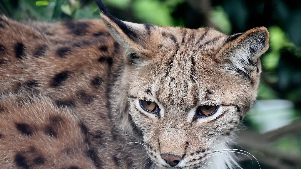 Ein-Luchs-ist-zu-sehen
