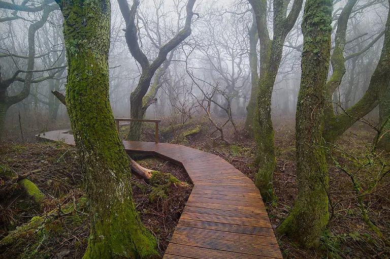 288-89-Sylt-Kampen-Vogelkoje-Klappholttal-Nebel-Urweltliche-Baeume-Holzsteg-L1014665-HDR