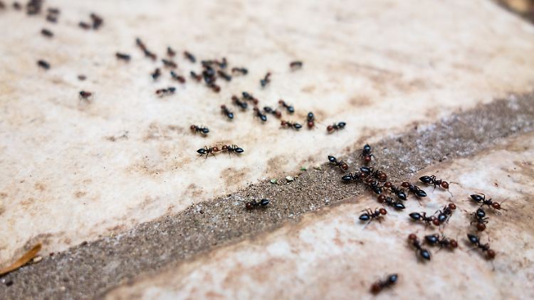 Rote Gartenameisen können schnell zur Plage werden – so lassen sich die ungebetenen Gäste aus dem Garten vertreiben.
