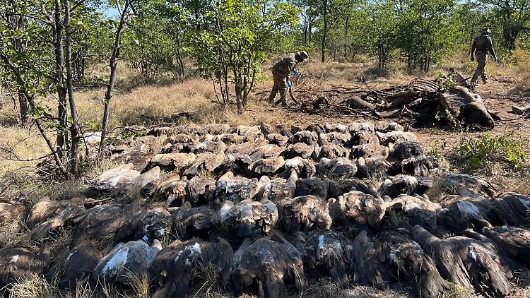 Aufgereiht liegen die toten Tiere, für die jede Rettung zu spät kam.