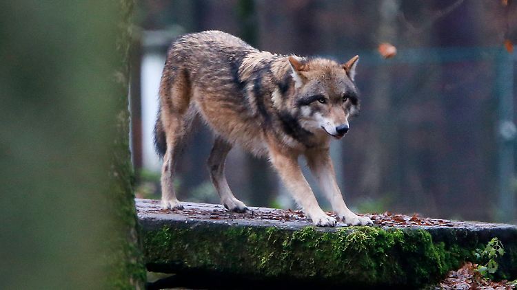 2023 wurden laut der zuständigen Bundesstelle nachweislich 5727 Nutztiere durch Wolfsangriffe verletzt oder getötet, der Großteil waren Schafe. 
