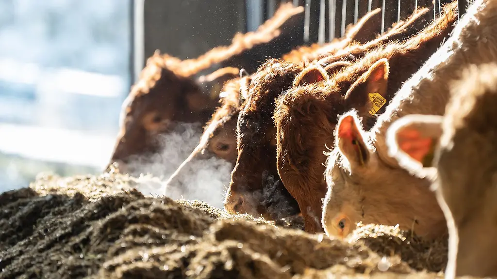 Rinder-fressen-in-einem-Stall