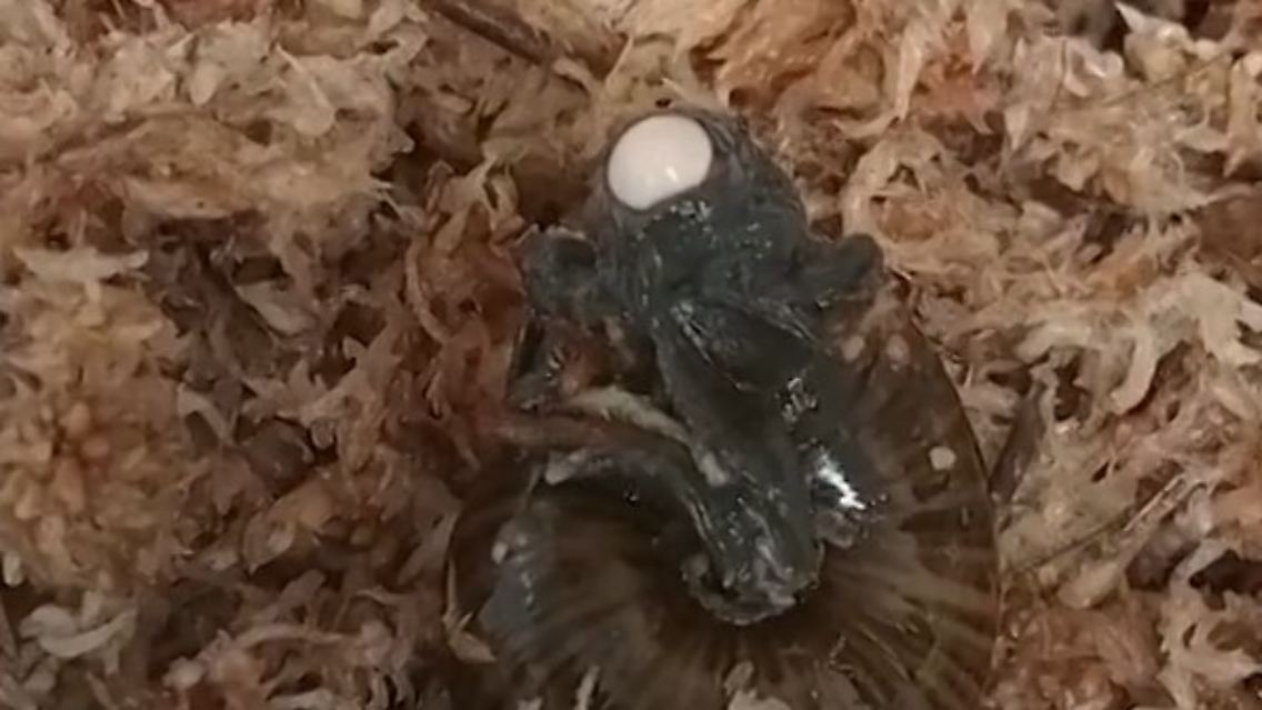 SchneckelegtEi.jpg