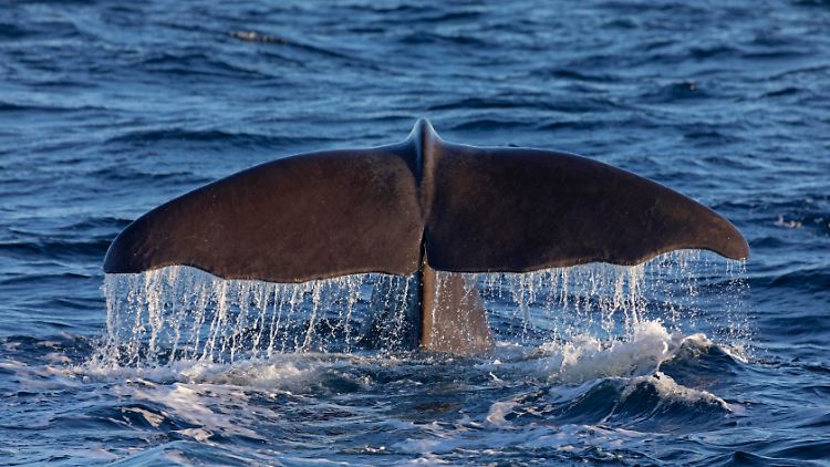 Gestörte Magnetfelder und der Schiffsverkehr könnten der Grund sein, warum sich immer mehr Wale in die Nordsee verirren.