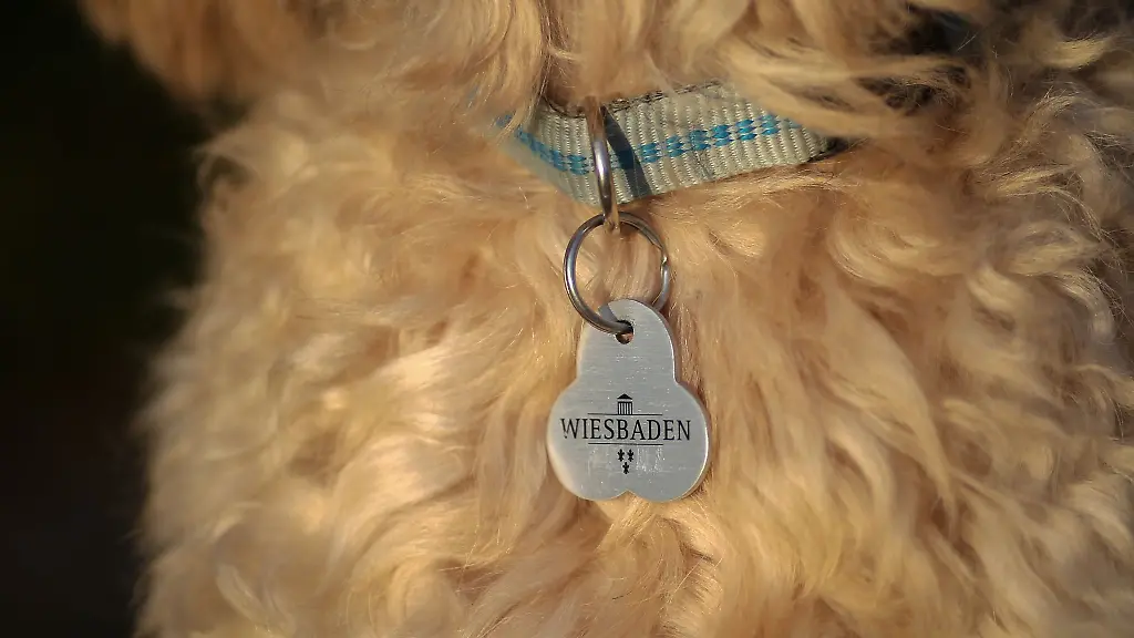 Ein-Tibetterrier-traegt-an-seinem-Halsband-eine-Hundesteuer-Marke