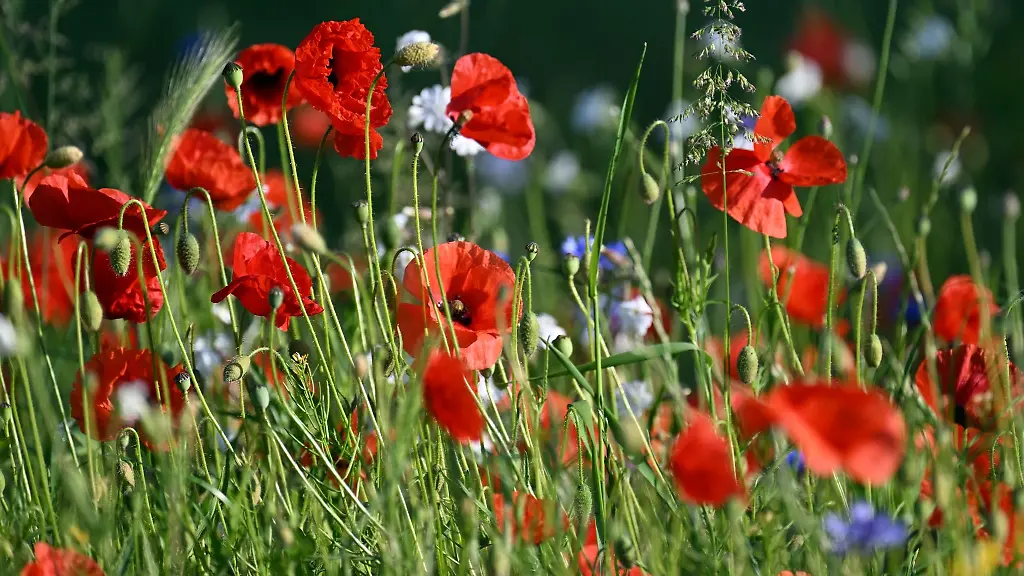 Mohnblumen-bluehen-am-Wegesrand