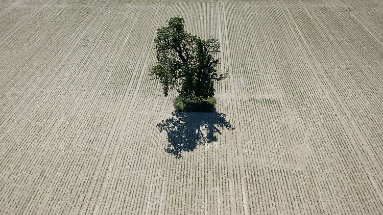 Wie hier in der Wetterau ist die anhaltende Dürre ein Problem für die Landwirtschaft.