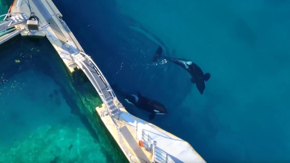 orca.jpg