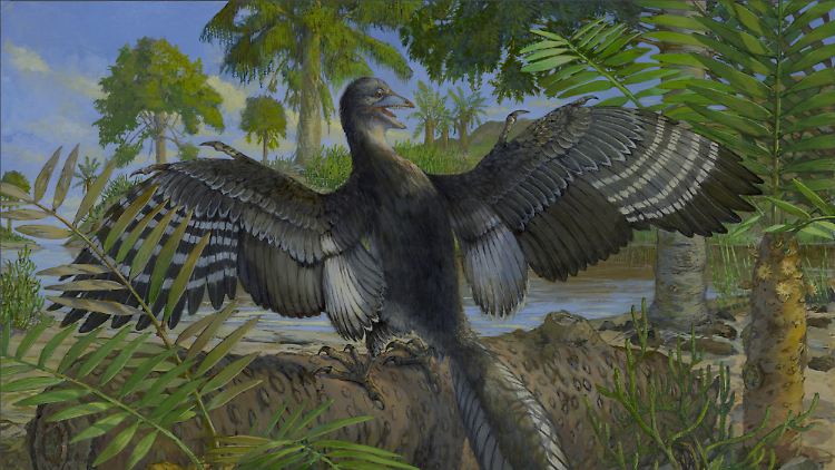 Deutscher Vogel-Urahn: Alle 14 bislang bekannten Exemplare des Archaeopteryx wurden in Bayern entdeckt.