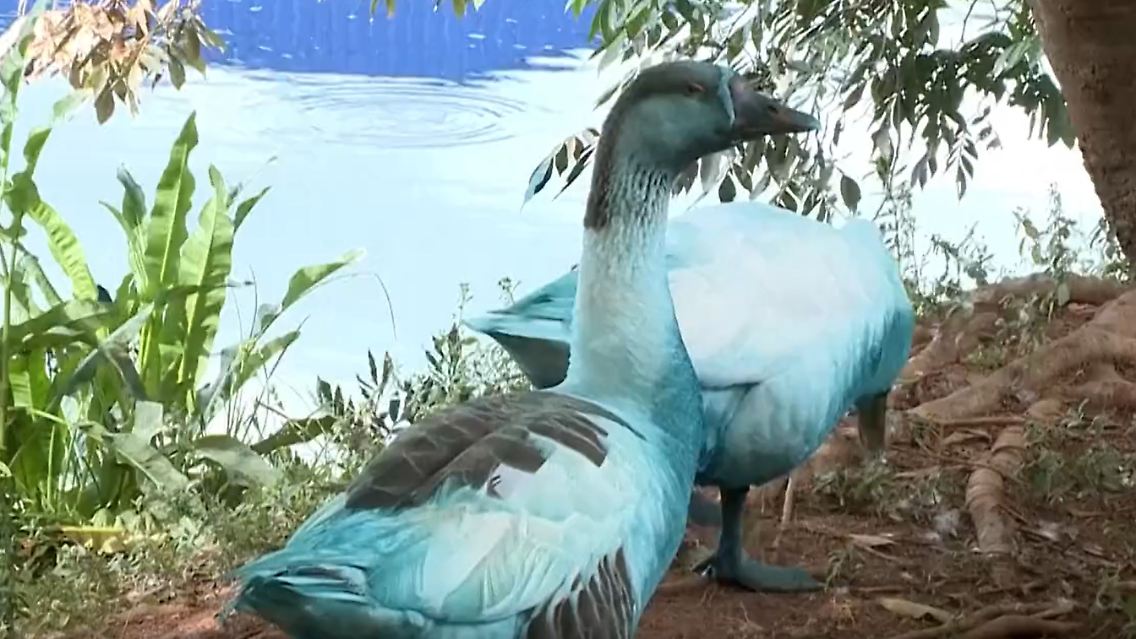 Blau_Brasilien.jpg