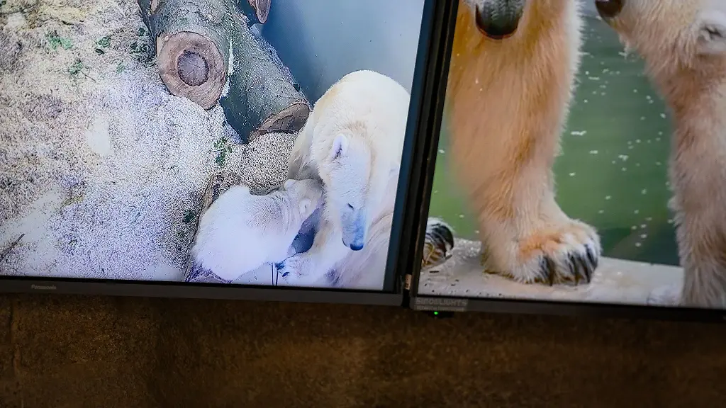 Auf-dem-linken-Bildschirm-ist-ein-Live-Bild-des-Eisbaerbabys-mit-seiner-Mutter-zu-sehen