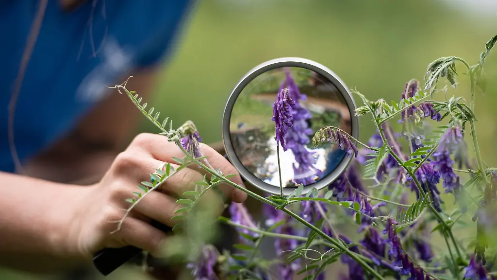 Eine-Naturschuetzerin-sucht-mithilfe-einer-Lupe-Insekten-auf-Pflanzen