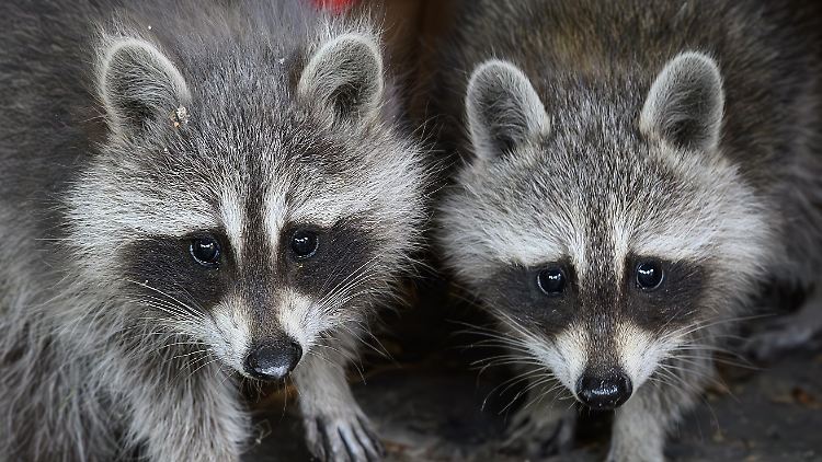Süß, aber nicht in Deutschland heimisch: Waschbären.