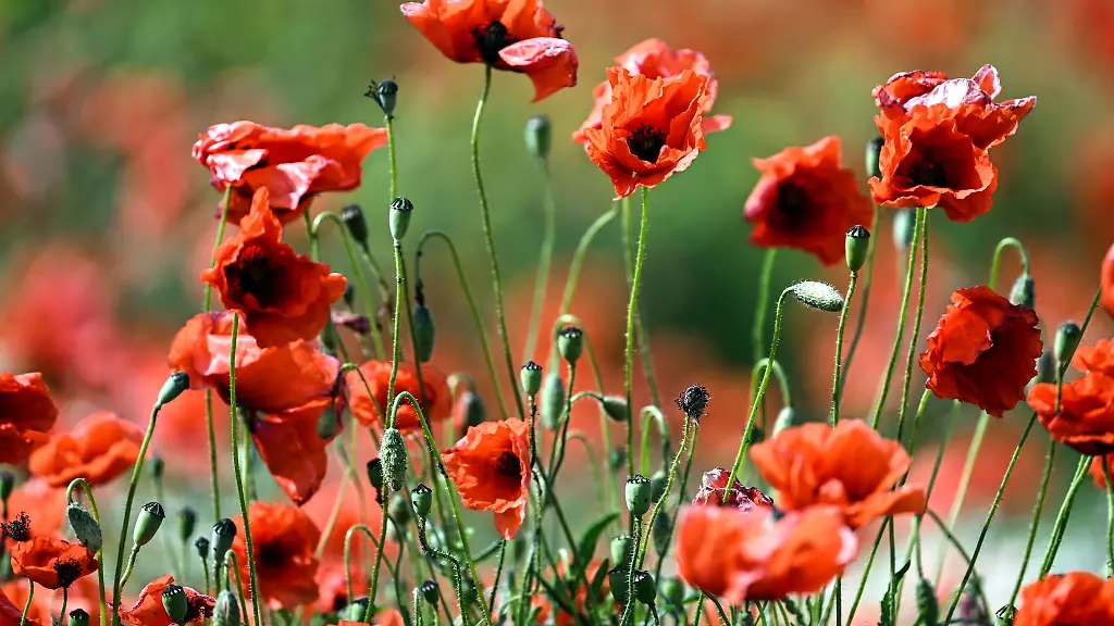 Mohnblumen-bluehen-auf-einem-Feld-am-Wegesrand