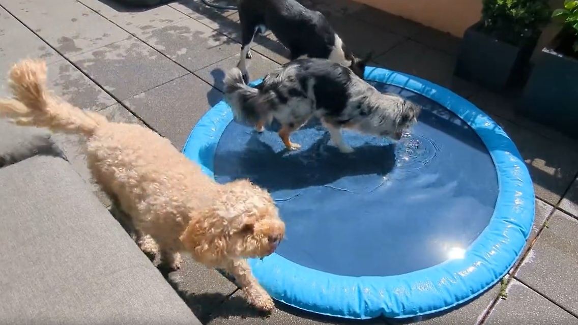 HundeHitze.jpg