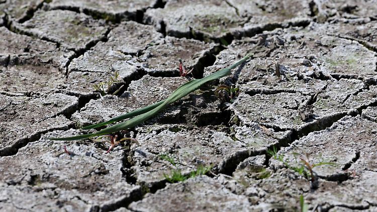 Keine Freude für Landwirte: Dieser Acker in Mecklenburg-Vorpommern ist knochentrocken.