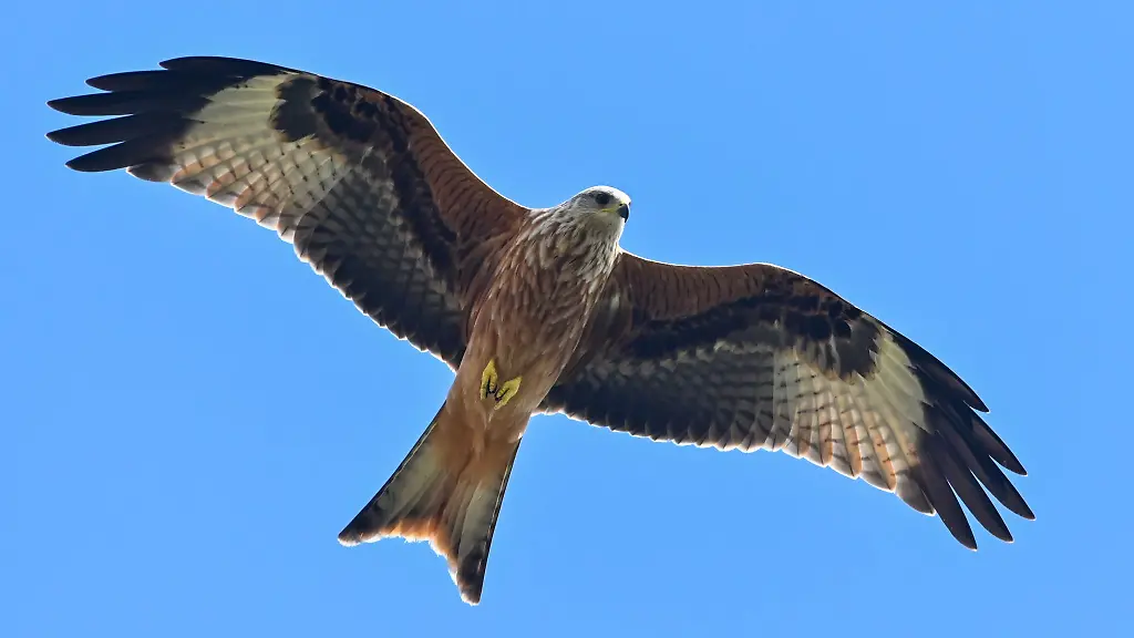 Ein-Rotmilan-fliegt-am-blauen-Himmel