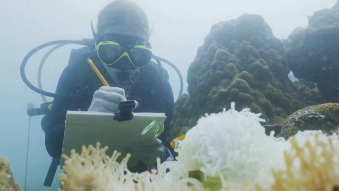 nemo.jpg