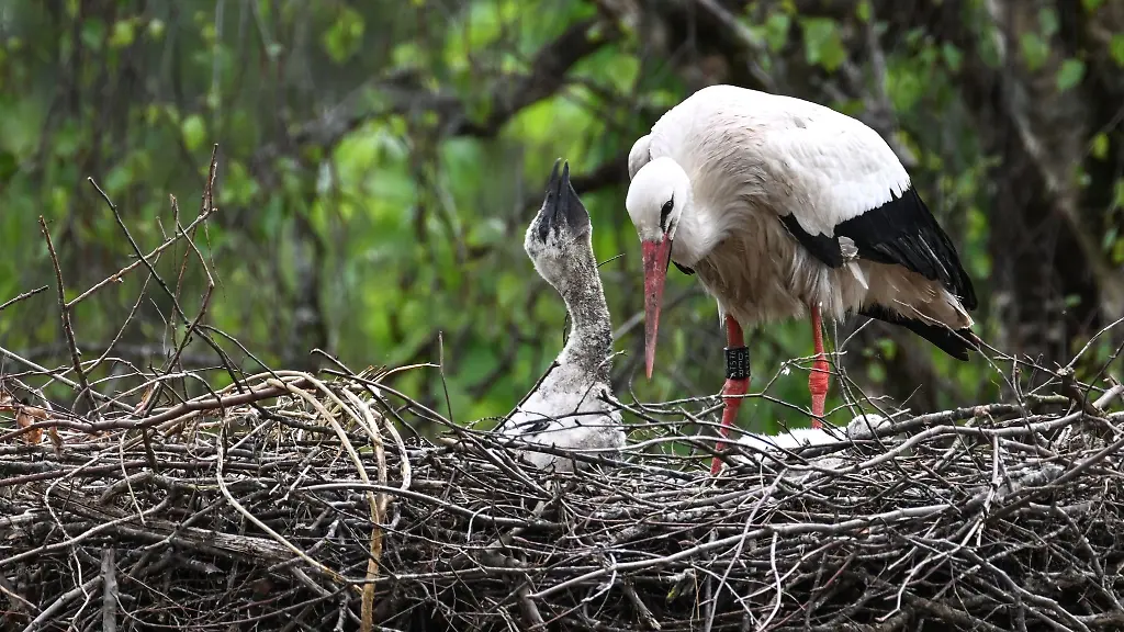 Ein-Storch-und-sein-Nachwuchs-stehen-in-ihrem-Horst